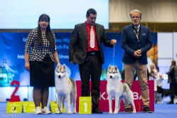 Sindi Klubowa Nordyckich Poznań 8.11.2024